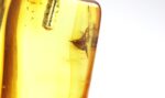 Amber pendant with large MOSQUITO inclusion - Image 8