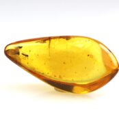 Gintaras su inkliuzu