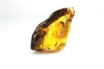 Baltijos gintaro gabaliukas su inkliuzu