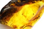 Baltijos gintaro gabaliukas su inkliuzu - Image 2