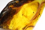Baltijos gintaro gabaliukas su inkliuzu - Image 8