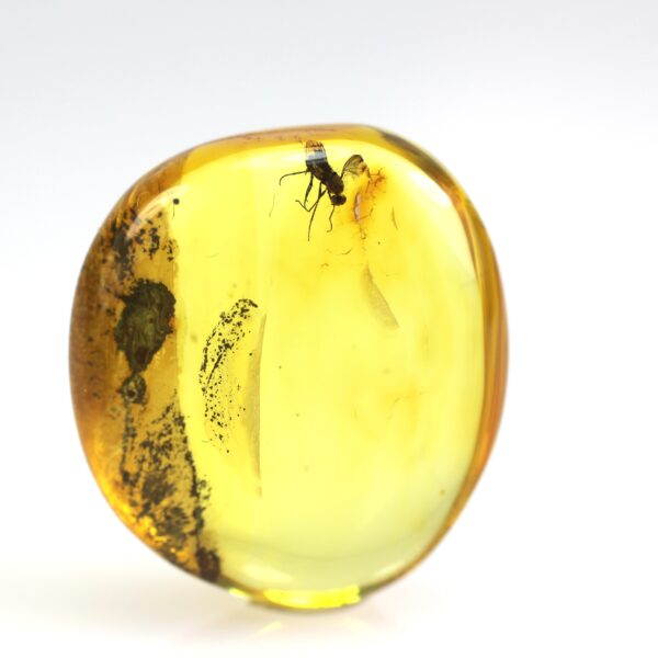 Gintaro gabaliukas su musės inkliuzu