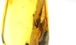 Baltic amber stone with few insects inclusions - Image 5