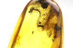 Baltic amber stone with few insects inclusions - Image 3