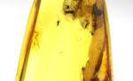 Baltic amber stone with few insects inclusions - Image 9
