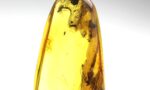 Baltic amber stone with few insects inclusions - Image 8