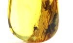 Baltic amber stone with few insects inclusions - Image 4