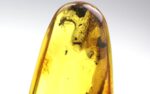 Baltic amber stone with few insects inclusions - Image 7