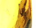 Baltic amber stone with few insects inclusions - Image 2