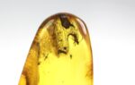 Baltic amber stone with few insects inclusions - Image 11