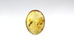 Baltic amber stone with big ant inclusion - Image 3
