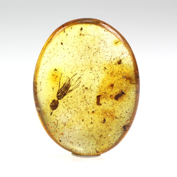 Gintaro gabaliukas su inkliuzu