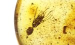 Baltic amber stone with big ant inclusion - Image 4