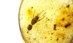 Baltic amber stone with big ant inclusion - Image 2