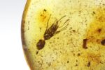 Baltic amber stone with big ant inclusion - Image 5