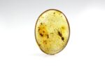 Baltic amber stone with big ant inclusion - Image 6