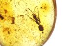 Baltic amber stone with big ant inclusion - Image 9