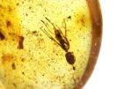 Baltic amber stone with big ant inclusion - Image 8