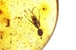 Baltic amber stone with big ant inclusion - Image 7