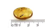 Baltic amber stone with big ant inclusion - Image 10