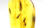 Baltic amber stone with FEW MOSQUITOS inclusion - Image 2