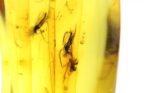 Baltic amber stone with FEW MOSQUITOS inclusion - Image 5