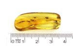 Baltic amber stone with FEW MOSQUITOS inclusion - Image 12