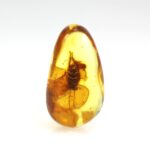 Gintaro gabaliukas su tarakono inkliuzu