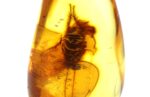 Baltic amber stone with rare BLATTODEA COCKROACH inclusion - Image 3