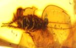 Baltic amber stone with rare BLATTODEA COCKROACH inclusion - Image 8