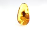 Baltic amber stone with rare BLATTODEA COCKROACH inclusion - Image 7