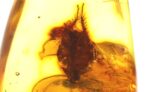Baltic amber stone with rare BLATTODEA COCKROACH inclusion - Image 6