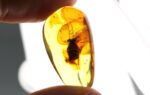 Baltic amber stone with rare BLATTODEA COCKROACH inclusion - Image 5