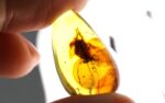 Baltic amber stone with rare BLATTODEA COCKROACH inclusion - Image 4
