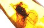 Baltic amber stone with rare BLATTODEA COCKROACH inclusion - Image 9