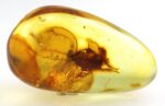 Baltic amber stone with rare BLATTODEA COCKROACH inclusion - Image 12
