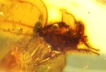 Baltic amber stone with rare BLATTODEA COCKROACH inclusion - Image 11