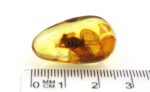 Baltic amber stone with rare BLATTODEA COCKROACH inclusion - Image 14