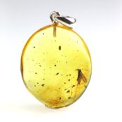 Gintarinis pakabukas su inkliuzu