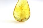 Amber pendant with small DIPTERA insect inclusion - Image 3