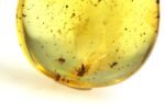 Amber pendant with small DIPTERA insect inclusion - Image 6