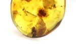 Amber pendant with small SPIDER insect inclusion - Image 3