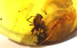 Amber pendant with small SPIDER insect inclusion - Image 2