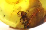 Amber pendant with small SPIDER insect inclusion - Image 8