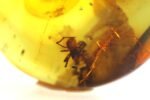 Amber pendant with small SPIDER insect inclusion - Image 9
