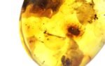 Amber pendant with small SPIDER insect inclusion - Image 7