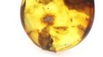 Amber pendant with small SPIDER insect inclusion - Image 5