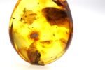 Amber pendant with small SPIDER insect inclusion - Image 4