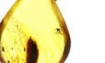 Amber pendant with small MOSQUITO insect inclusion - Image 5