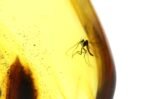 Amber pendant with small MOSQUITO insect inclusion - Image 2